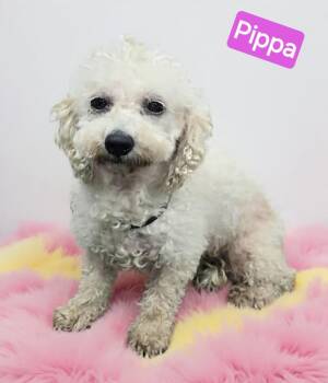 Pippa -  Bichon Frise and Shih Tzu Dog for Adoption in Wheelersburg, Ohio - Pippa | PetCurious