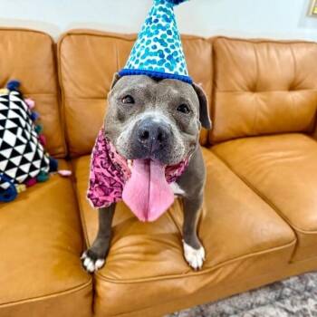 Thea Pretty Baby Loves Her Humans -  Pit Bull Terrier and American Bully Dog for Adoption in Friendswood, Texas - Thea Pretty Baby Loves Her Humans | PetCurious