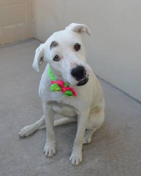 Pit Bull Terrier Dogs Available for Adoption - Birdie | PetCurious