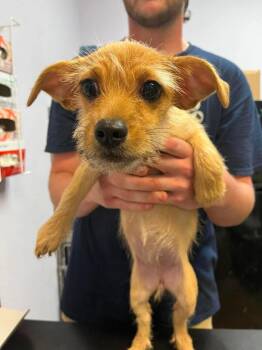 Lola -  Chihuahua Dog for Adoption in New Braunfels, Texas - Lola | PetCurious
