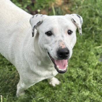 Labrador Retriever and Mixed Breed Dogs Available for Adoption in Springfield, Missouri - Brooklyn  | PetCurious