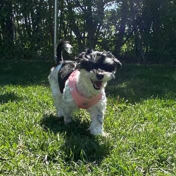 Schnauzer and Maltese Dogs Available for Adoption in Muncie, Indiana - Mayflower | PetCurious