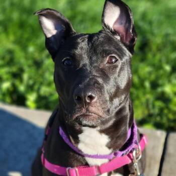 Fiona Apple -  Mixed Breed Dog for Adoption in Pittsburgh, Pennsylvania - Fiona Apple | PetCurious