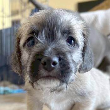 Rescue Poodle and Cairn Terrier Dogs for Adoption in Los Angeles, California - Chucky | PetCurious