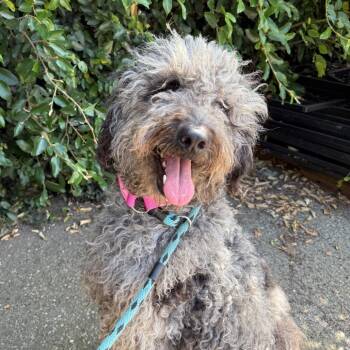 Poodle and Mixed Breed Dogs Available for Adoption in Goleta, California - Guava | PetCurious