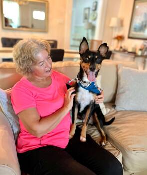Oliver -  Australian Kelpie and Rat Terrier Dog for Adoption in Gulfport, Mississippi - Oliver | PetCurious