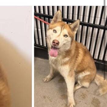 Husky Dogs Available for Adoption in Avon, Ohio - Harold | PetCurious