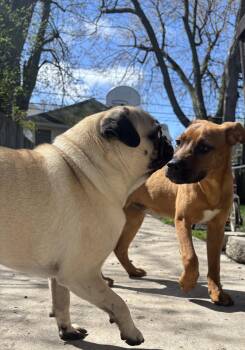 Shepherd and Hound Dogs Available for Adoption in Tonawanda, New York - Duke | PetCurious