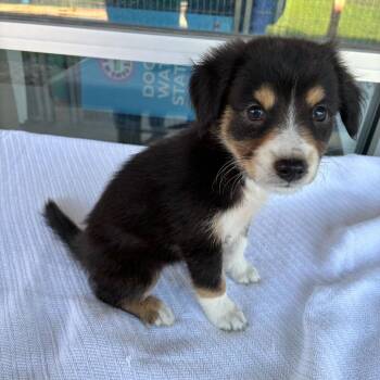 Mugatu -  Terrier and Mixed Breed Dog for Adoption in San Antonio, Texas - Mugatu | PetCurious