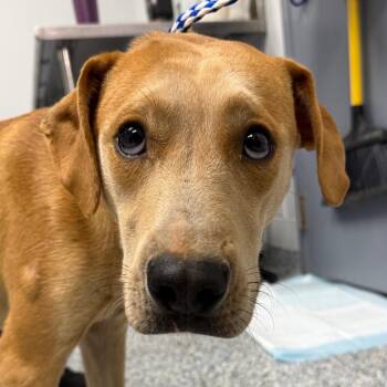 Bruno -  Mixed Breed Dog for Adoption in Greenville, South Carolina - Bruno | PetCurious