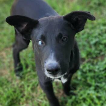Border Collie and Black Labrador Retriever Dogs Available for Adoption - Wildfire JuM | PetCurious