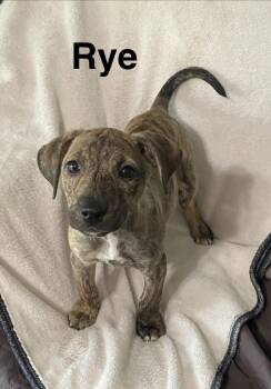 Rye -  Mixed Breed Dog for Adoption in Topeka, Kansas - Rye | PetCurious