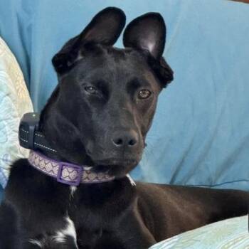 Rescue Labrador Retriever and Italian Greyhound Dogs for Adoption in Falls Church, Virginia - Pearl Krabbs | PetCurious