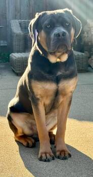 Leo -  Cane Corso and Mastiff Dog for Adoption in Indianapolis, Indiana - Leo | PetCurious