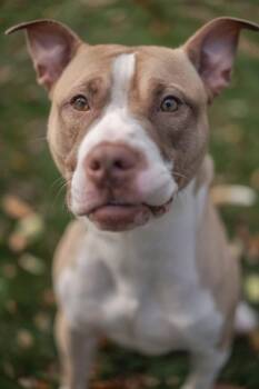 Rescue Mixed Breed Dogs for Adoption in Lowell, Massachusetts - Orange Julius | PetCurious