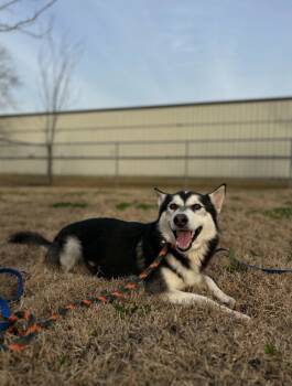 Siberian Husky Dogs Available for Adoption - Comet | PetCurious