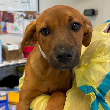 Ferrari -  Boxer and Labrador Retriever Dog for Adoption in Nashville, Tennessee - Ferrari | PetCurious