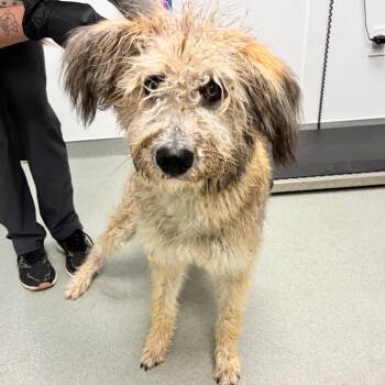 Fuzzy Lady -  Poodle and Mixed Breed Dog for Adoption in Abilene, Texas - Fuzzy Lady | PetCurious