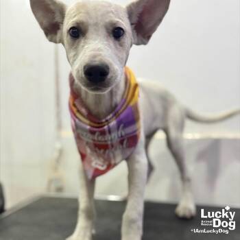 Shepherd and Labrador Retriever Dogs Available for Adoption - Kia | PetCurious