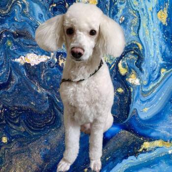 Poodle Dogs Available for Adoption - Toothpaste | PetCurious