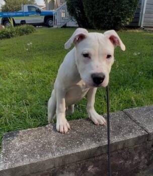 Dilton -  Mixed Breed Dog for Adoption in Chamblee, Georgia - Dilton | PetCurious