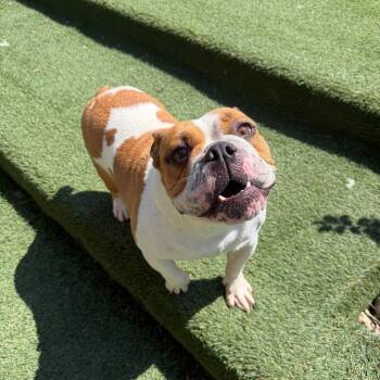 Lilly -  English Bulldog Dog for Adoption in Zionsville, Indiana - Lilly | PetCurious