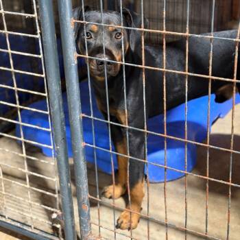 Rescue Rottweiler Dogs for Adoption in Fort Smith, Arkansas - Panzer | PetCurious