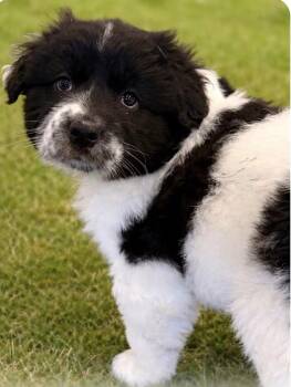 Labradoodle and Border Collie Dogs Available for Adoption - Hemingway | PetCurious