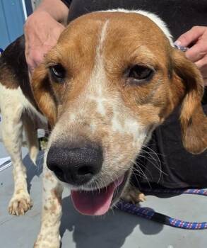 Piri -  Beagle Dog for Adoption in Simcoe, Ontario - Piri | PetCurious