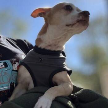 Chihuahua Dogs Available for Adoption - Poco Loco | PetCurious