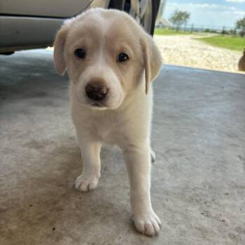 Great Pyrenees and Mixed Breed Dogs Available for Adoption in Buffalo, Minnesota - Everest | PetCurious