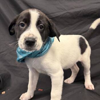 Autumn -  Mixed Breed Dog for Adoption in Canal Winchester, Ohio - Autumn | PetCurious