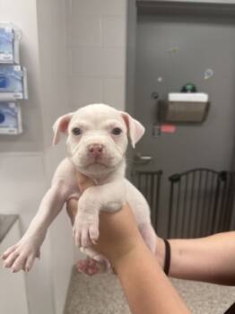 Rescue Terrier and Mixed Breed Dogs for Adoption in Gastonia, North Carolina - 59839919 | PetCurious