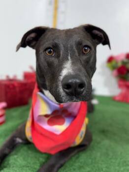 Candy-One of our Amazing Rescue Dogs -  Whippet and Labrador Retriever Dog for Adoption in Carlsbad, California - Candy-One Of Our Amazing Rescue Dogs | PetCurious