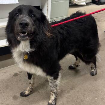 Dao -  Great Pyrenees and Newfoundland Dog Dog for Adoption in Marshalltown, Iowa - Dao | PetCurious
