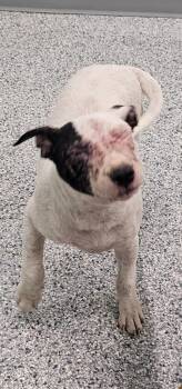 Donald -  Terrier Dog for Adoption in Athens, Tennessee - Donald | PetCurious