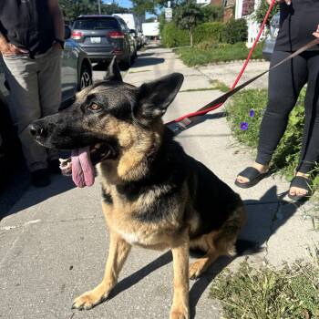 SISI -  German Shepherd Dog Dog for Adoption in Toronto, Ontario - SISI | PetCurious