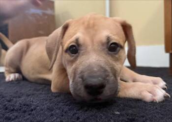Penny -  Staffordshire Bull Terrier Dog for Adoption in Redlands, California - Penny | PetCurious