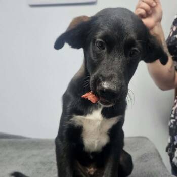 Waylon -  Mixed Breed Dog for Adoption in Buffalo, Minnesota - Waylon | PetCurious