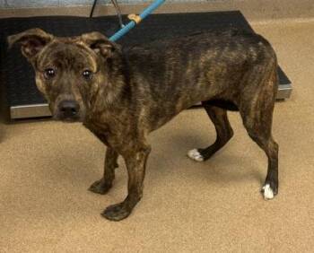 Barcelona -  Mixed Breed Dog for Adoption in Chamblee, Georgia - Barcelona | PetCurious