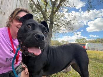 Pit Bull Terrier Dogs Available for Adoption - Angie Short Stack Of Snuggles | PetCurious