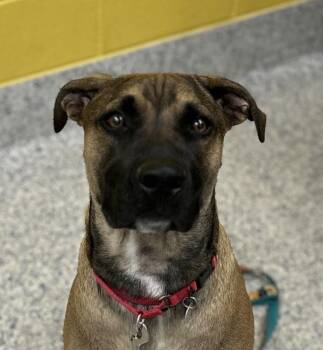 Zig Zag -  Belgian Shepherd Malinois and Mastiff Dog for Adoption in Golden, Colorado - Zig Zag | PetCurious