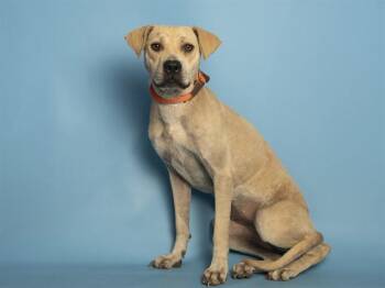 NONA -  Labrador Retriever and Mixed Breed Dog for Adoption in Phoenix, Arizona - NONA | PetCurious