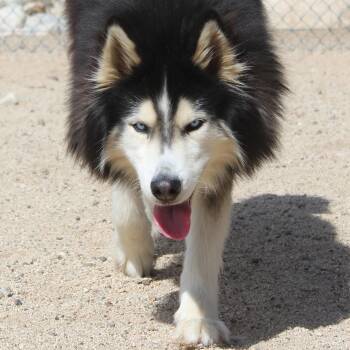 Scamper -  Alaskan Malamute Dog for Adoption in Yucca Valley, California - Scamper | PetCurious