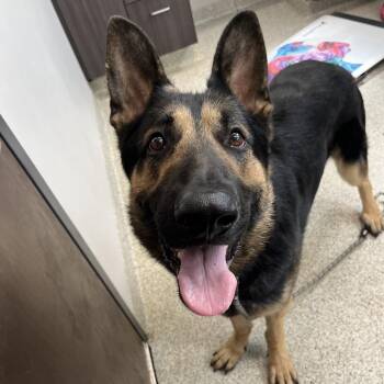 German Shepherd Dog Dogs Available for Adoption in Oak Park, Illinois - Fenrir | PetCurious