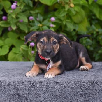 Sweet -  Terrier Dog for Adoption in Wake Forest, North Carolina - Sweet | PetCurious