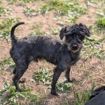 Marley -  Miniature Poodle Dog for Adoption in Syracuse, New York - Marley | PetCurious