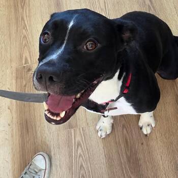 Buggy -  Mixed Breed Dog for Adoption in Chapel Hill, North Carolina - Buggy | PetCurious