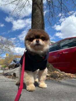 Pomeranian Dogs Available for Adoption in New York, New York - Guri | PetCurious