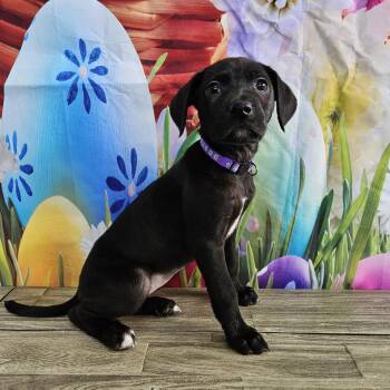 Black Labrador Retriever Dogs Available for Adoption - Lily | PetCurious